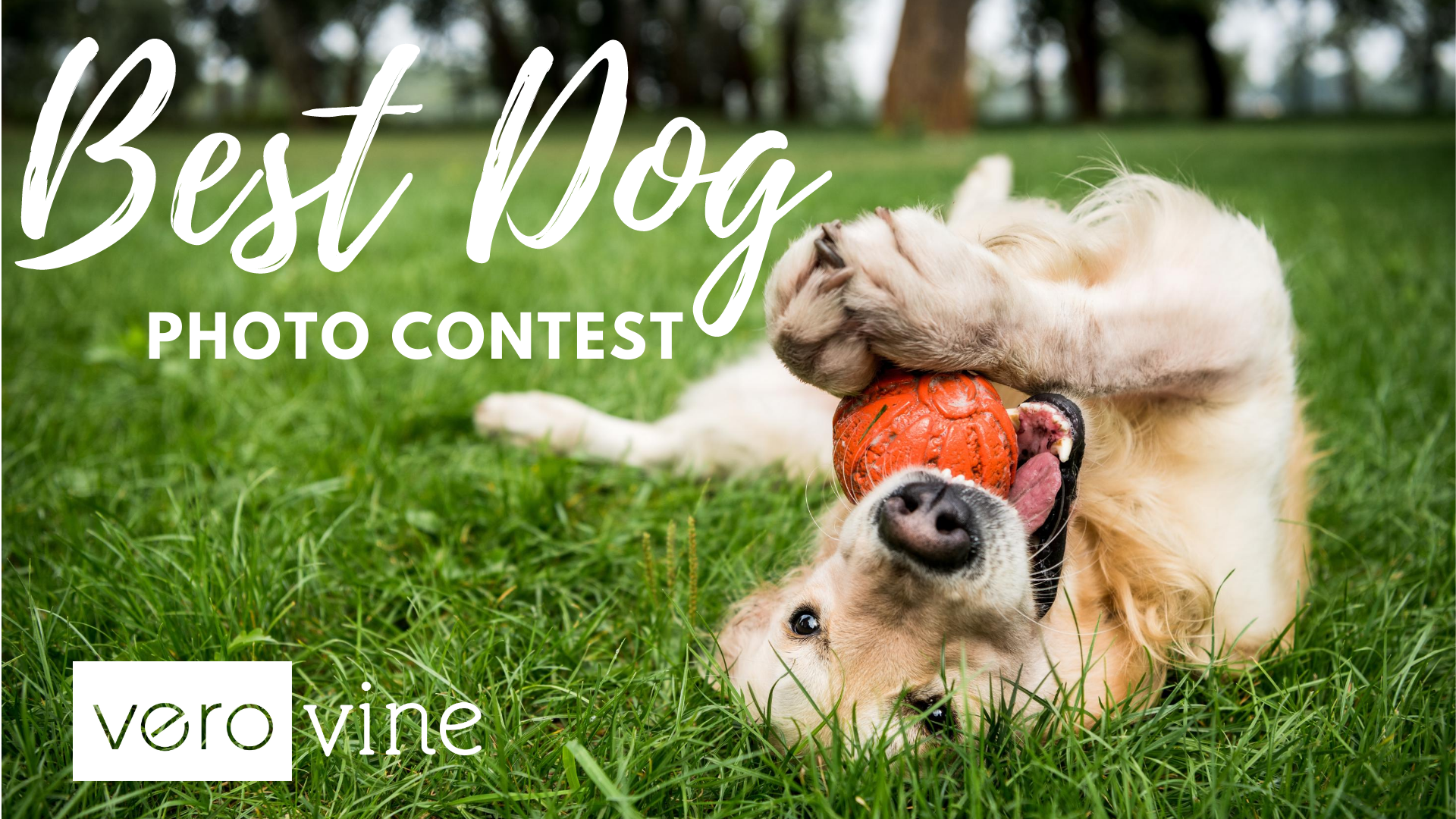 Vero's Best Dog Photo Contest 2020
